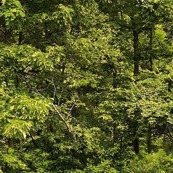 North Country Treelines Loden Darrell Bush Michael Miller Cotton Fabric MM-DDC12452-LODE-D